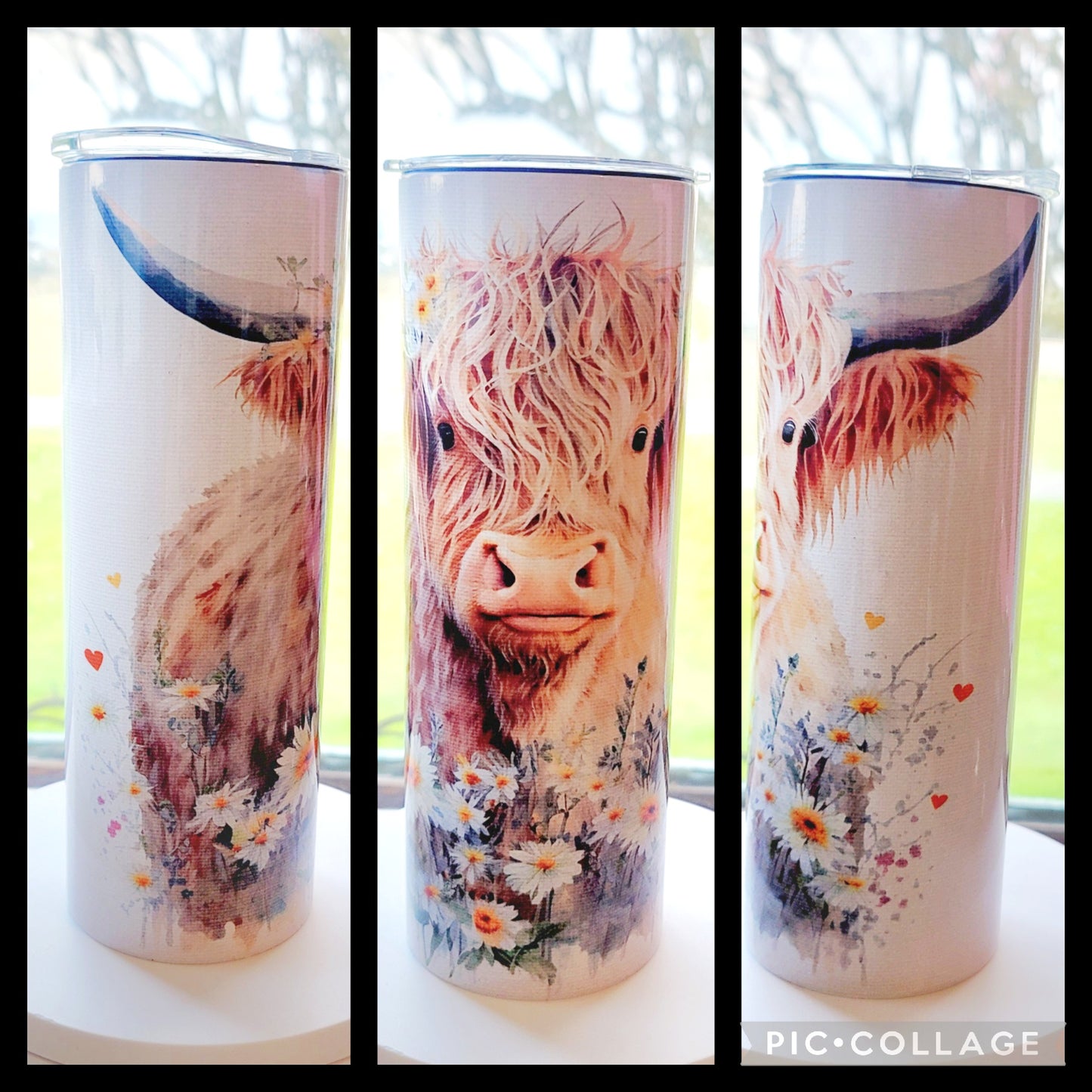 Highland Cow & Daisies Tumbler